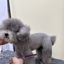 도그마 펫살롱 네이버블로그