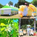 제주대학교박물관 | 제주 5월 서귀포 여행 코스 2026 효돈 감귤 꽃축제 서귀포 감귤 박물관 후기
