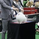 퍼피빌리지 이미지