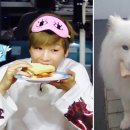 왈왈왈 이미지