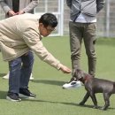 멍멍스쿨 이미지