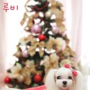 이찌 이미지