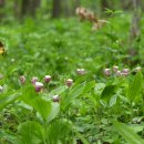 5월 23일~28일 러시아 블라디보스톡 복주머니란 탐사 이미지