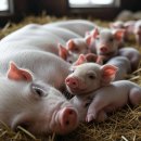 대안축산 이미지