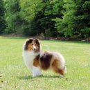 골든베릴셀티 이미지