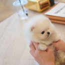 마산애견 이미지