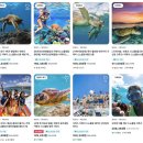 주식회사 랜치 원 | 하와이 신혼여행 경비, 비용, 물가 / 일정 / 항공권 / 추천 액티비티