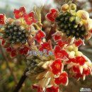 빨강꽃 삼지닥나무,9-12 이미지