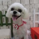 아지펫살롱 이미지