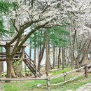 남이섬 봄펜션 이미지