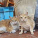 복이네 농장 이미지