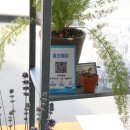 이뻐꽃방
