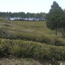 보성신옥로제다 이미지