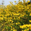 한밭수목원1 이미지