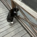 부경한우 이미지