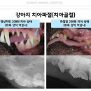 금호동물병원 이미지