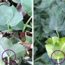 한잎클로버 이미지