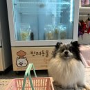 댕댕키친
