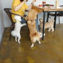 빌리지독 이미지