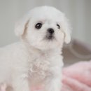 유로애견샵 이미지