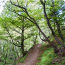 석포 | [걸어서 힐링속으로-경북을 걷다] 32. 울릉도 내수전~석포 옛길