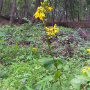 사항농장 이미지