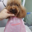 그루밍젤리 이미지