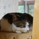 쓰담쓰담 이미지