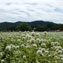 천일홍축제 이미지
