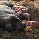 황금돼지농장 이미지