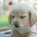 축복애견호텔미용 이미지