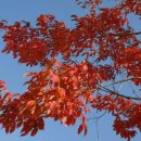 [시] 단풍 / 낙엽, 이재익 이미지