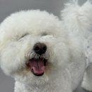 리츠펫 강남세곡점 이미지