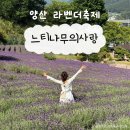 양산 라벤더축제 실시간 개화현황｜느티나무의사랑 카페 주차 포토존 후기