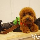 착한퍼피 이미지