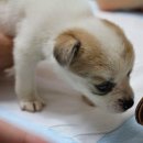 똥강아지 이미지