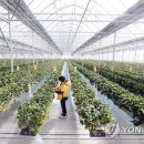 이규태농장 이미지