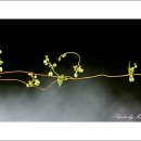 들꽃카페 이미지