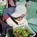 "내가 사랑으로 키운 상추랍니다~"🥬🥬 이미지