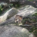 강아지랑고양이 이미지