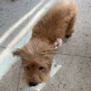 디와이 | ✨ 청주 디와이뷰티 왁싱 후기 (헤어라인+이마+눈썹) ✨