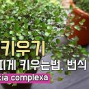 트리안 Daum카페