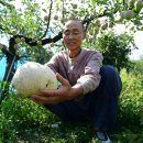 산내면 입석마을 이미지