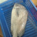 어부와심마니 Daum카페