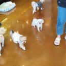 페로하임 이미지