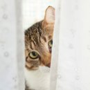 베스트고양이병원 이미지