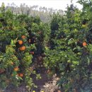 삼손농장 이미지