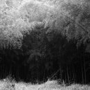 담양 대나무 테마공원 이미지