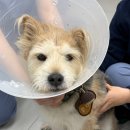 튼튼동물치과병원 | [룽지병원] 수원 강아지 치과 뿌리동물병원 스케일링 내돈내산 후기