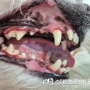 스마트동물병원 군자점 이미지